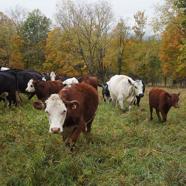 Lowland Farm Grass-Fed Beef: Pine Island NY Chamber of Commerce Member: