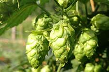 Muckland Hops & Blooms